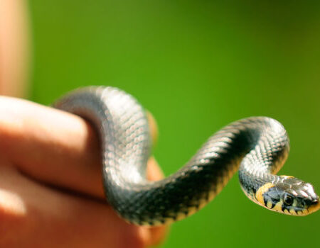 Oklahoma: un uomo brandisce presumibilmente un serpente e deruba il patron del casinò